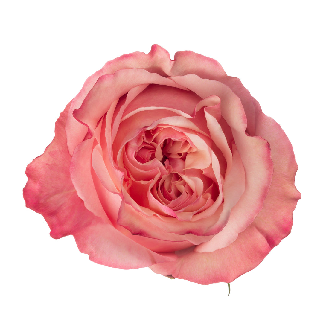 Art Rose