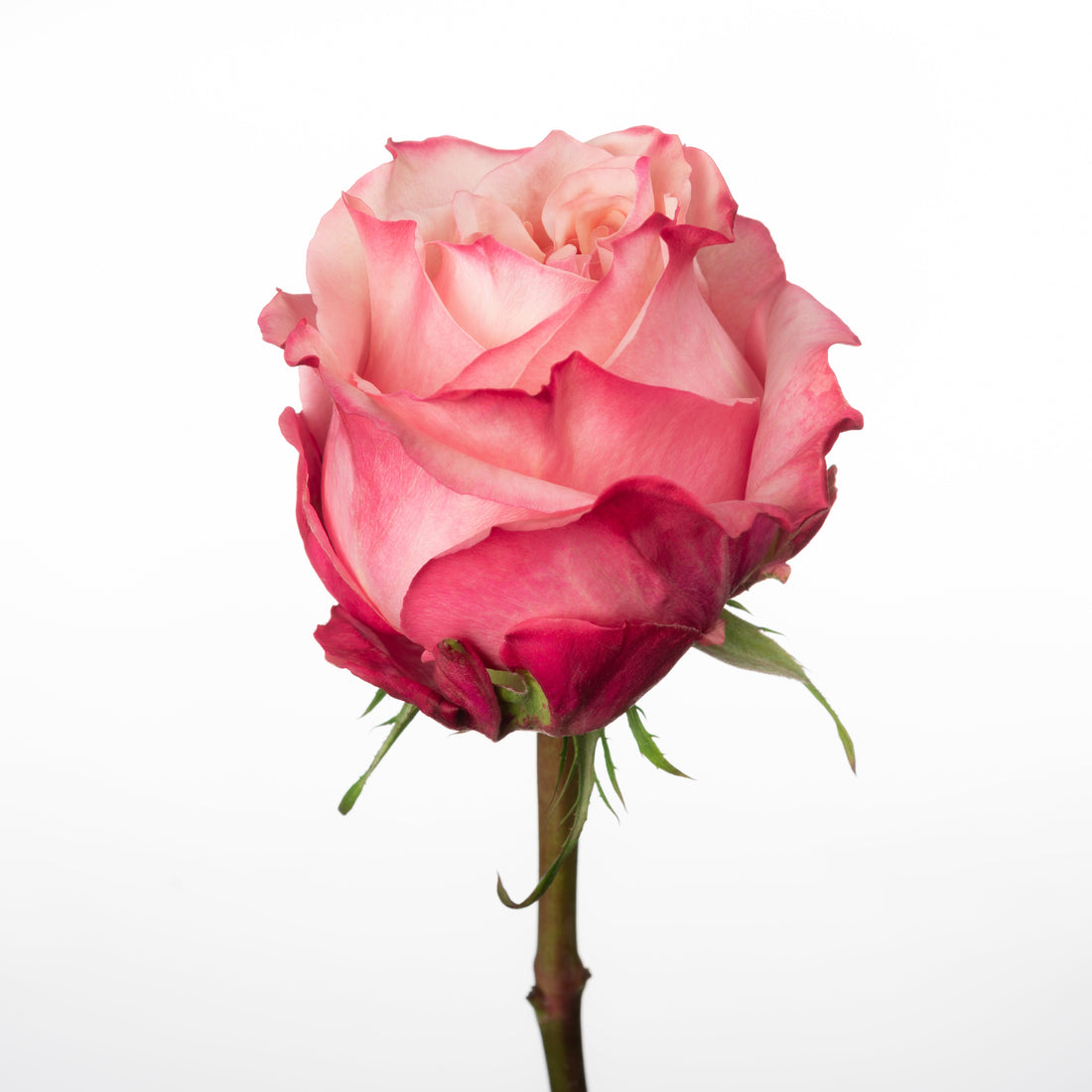 Art Rose