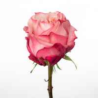 Art Rose