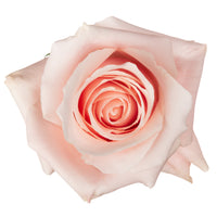 Believe in Pink