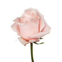 Believe in Pink