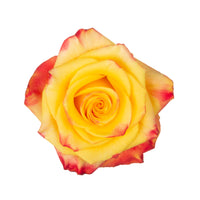 High & Yellow Magic Flame
