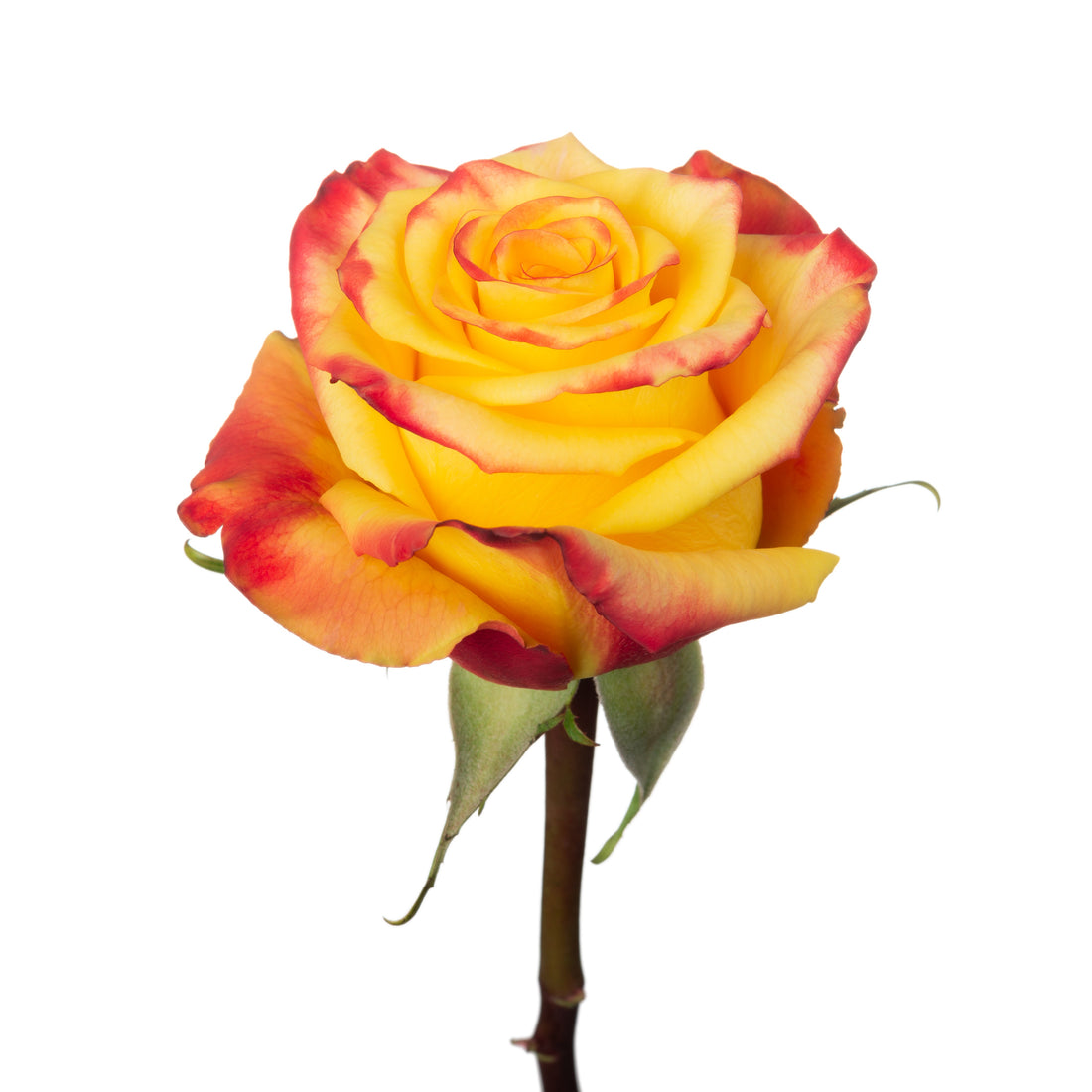 High & Yellow Magic Flame