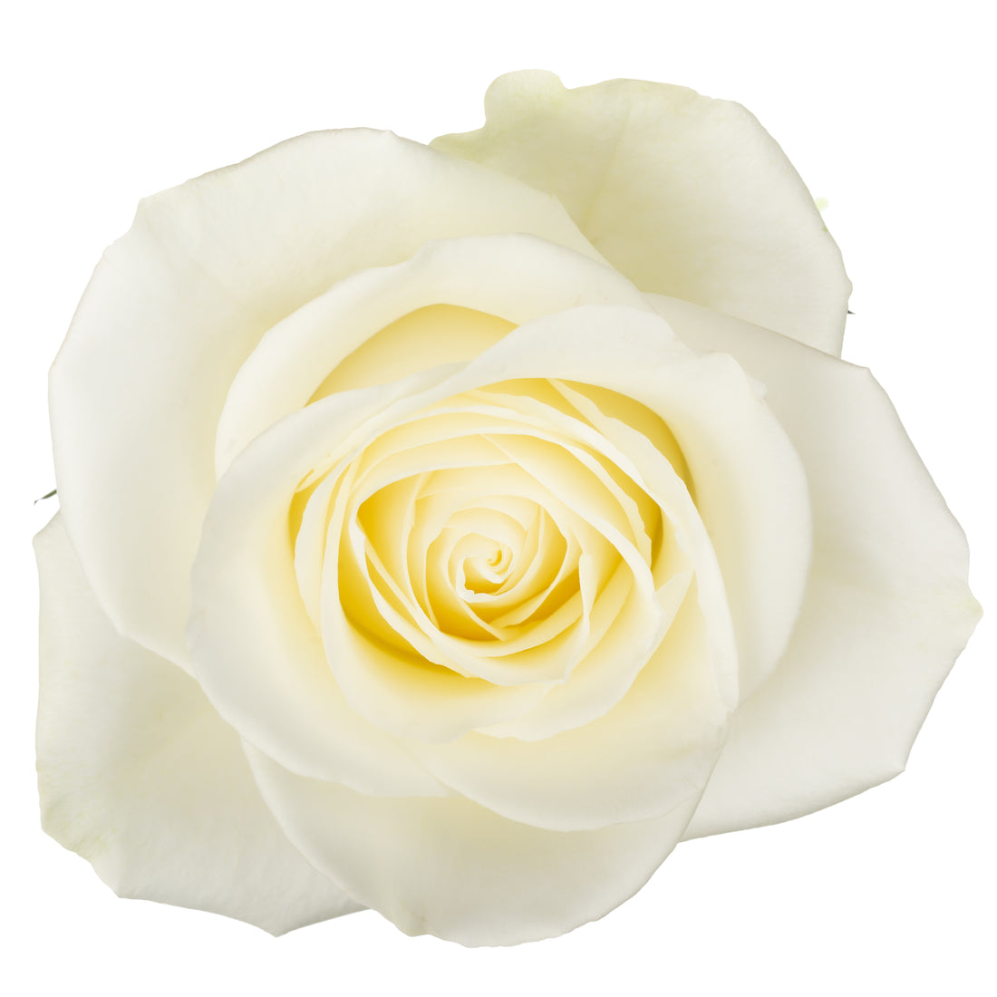 Miss White