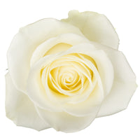 Miss White