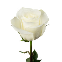 Miss White