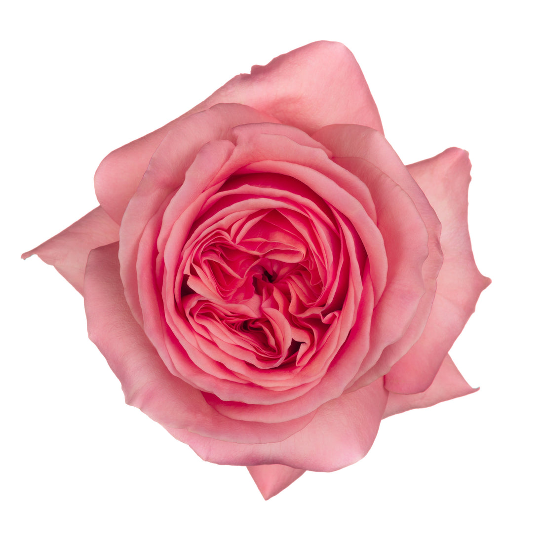 Pink X-Pression