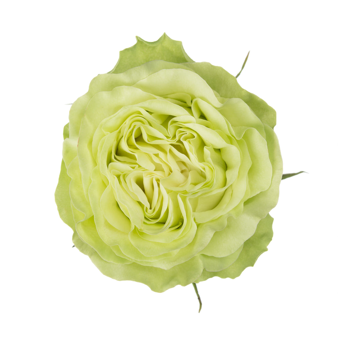 Wasabi