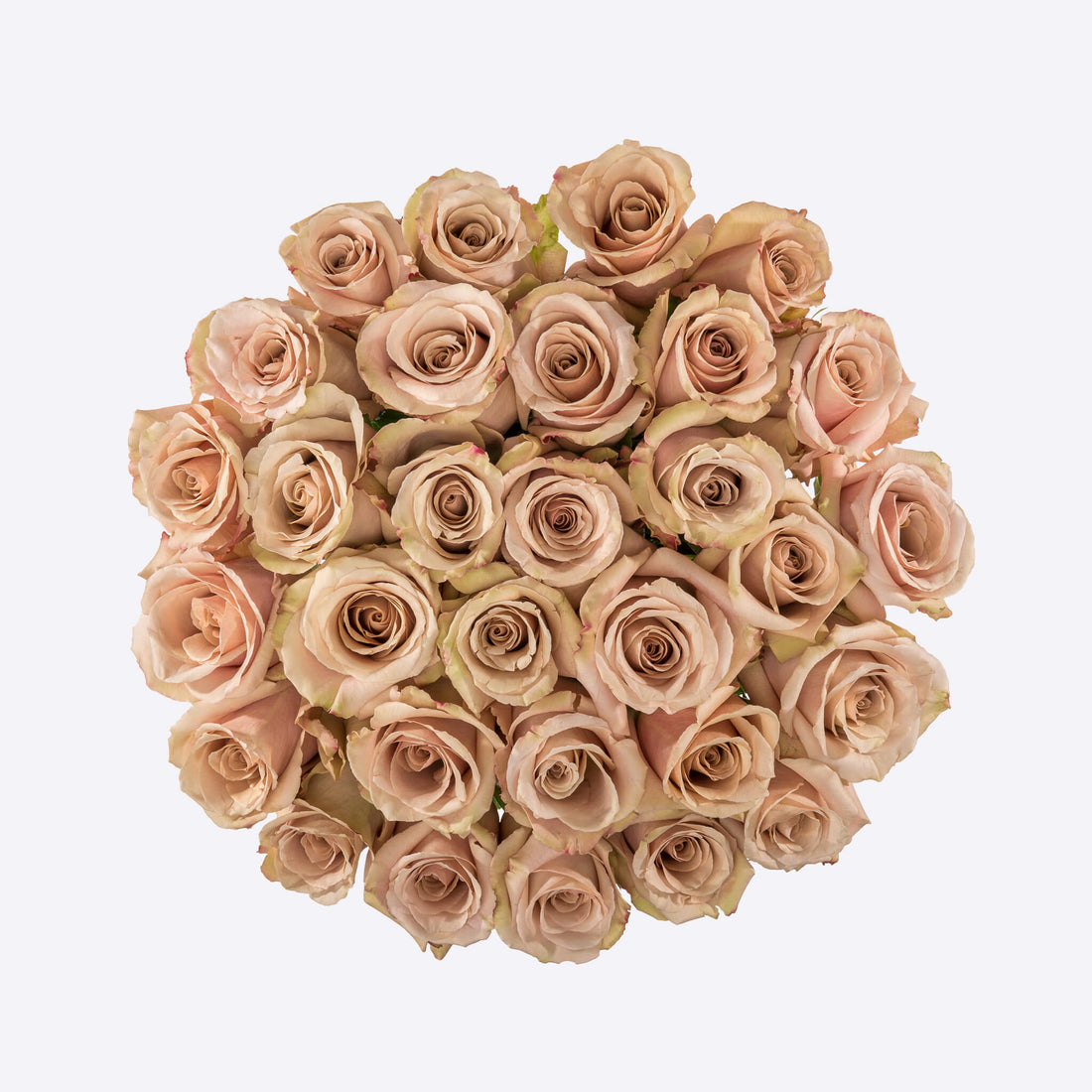 The Desert Rose