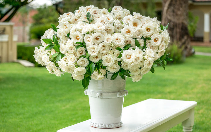 Huge bouquet of White spray roses in the backyard
