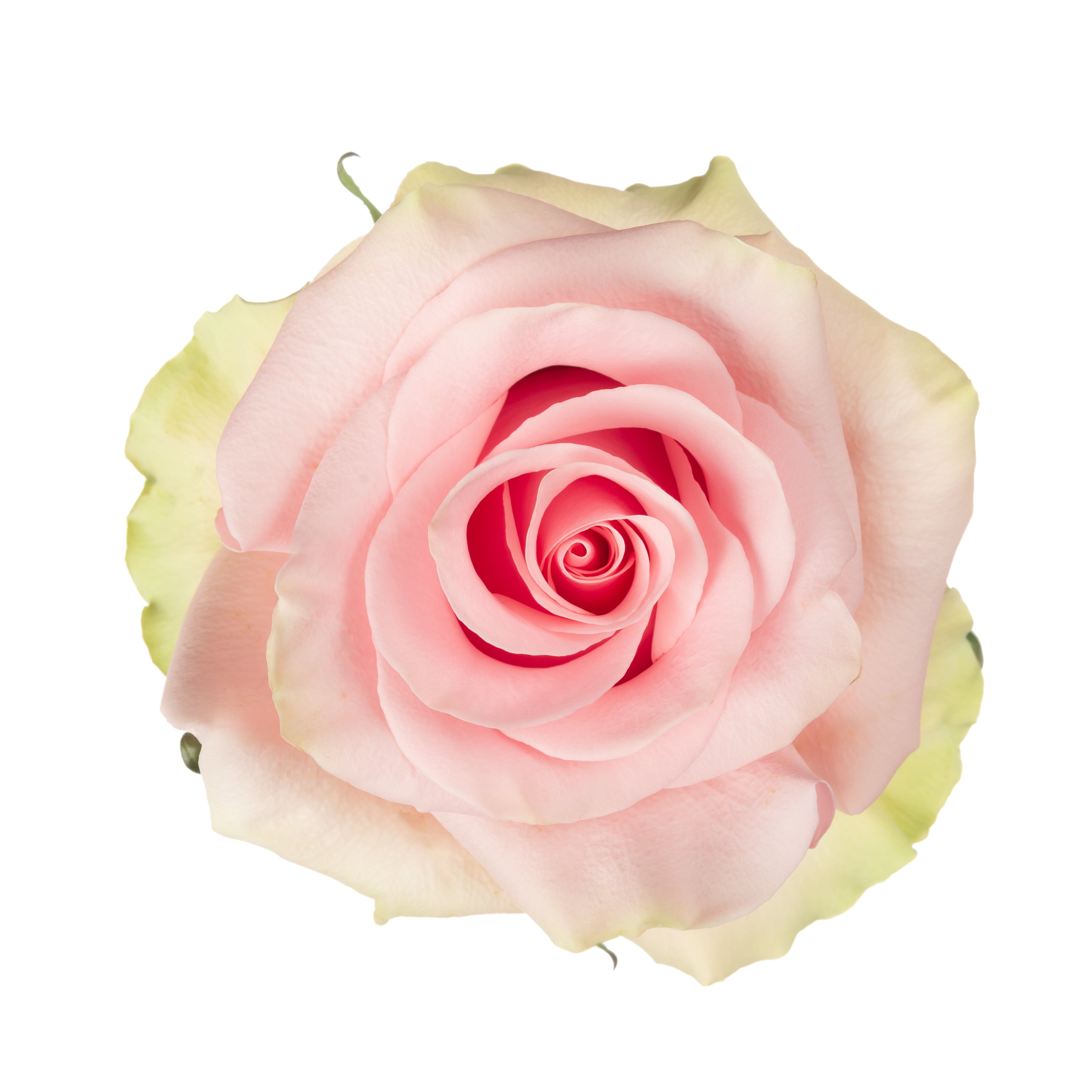 Absolute in Pink – Botania Flower Boutique