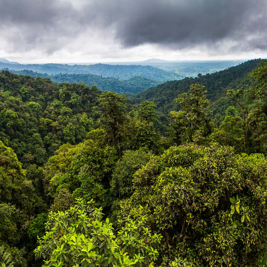 Choco rainforest Ecuador